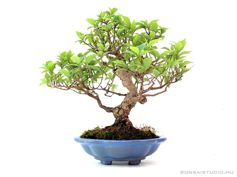Callicarpa 20 cm-es bonsai Callicarpa, lilabogy, csodabogy, shohin, bonsai,  isabelia, bonsai kertszet webruhz